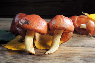 Mushrooms and leaves