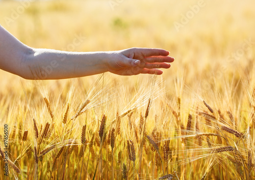 Female Hand On The Background Of A Wheat Field Ripe Ears Of