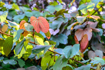 Golden leaved liana use for Thai herbs.