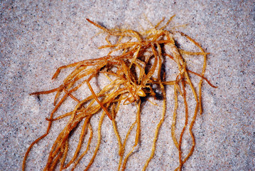 Alge am Strand der Ostsee