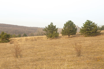 Obraz premium Pine trees on hill, beautiful landscape