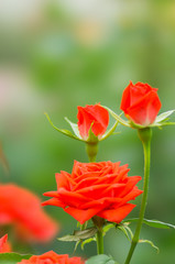 オレンジ色のバラと蕾（縦構図）