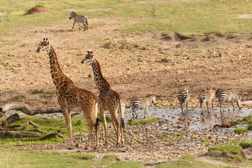 Obraz premium Giraffenpaar