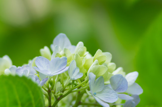 西洋紫陽花 Images Browse 265 Stock Photos Vectors And Video Adobe Stock