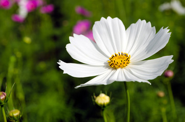 cosmos flowers