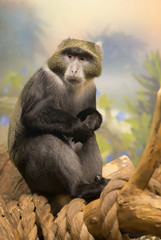 Обезьяна мартышка