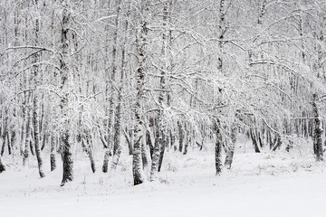 Зимний пейзаж, берёзовая роща. Россия, Сибирь, Новосибирская область
