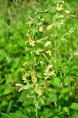 Kleb-Salbei (Salvia glutinosa)