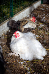 White and colorful chickens on poultry yard.