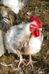 White rooster on poultry yard looking at the camera.