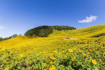 Field of Mexican Sunflower