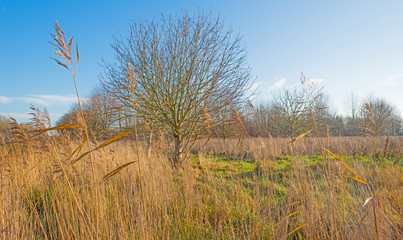 Trees in a sunny field in autumn