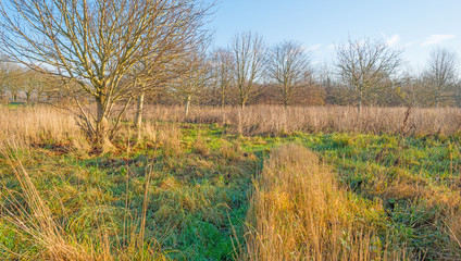 Trees in a sunny field in autumn
