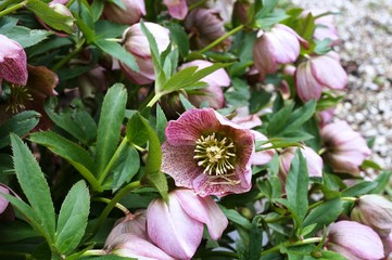 Purple hellebore flowers of the helleborus hybridus (Christmas or Lenten rose)