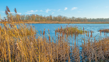 Shore of a sunny lake in autumn
