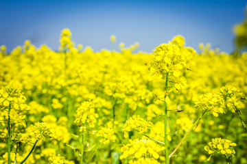 Obraz premium canola field