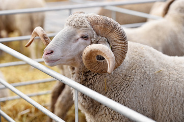 Ram inside a sheep farm