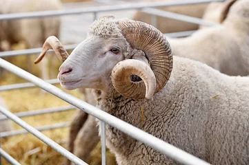 Store enrouleur sans perçage Moutons Ram inside a sheep farm
