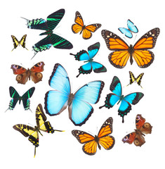 Fototapeta na wymiar Tropical butterflies set