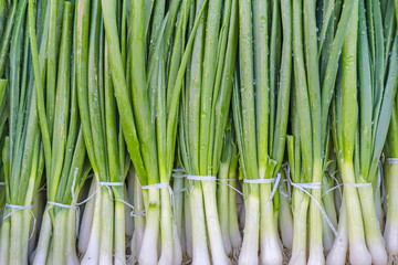 Fresh green onion bouquets backgrpund