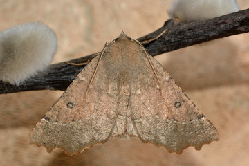 Scalloped hazel moth (Odontopera bidentata) at rest
