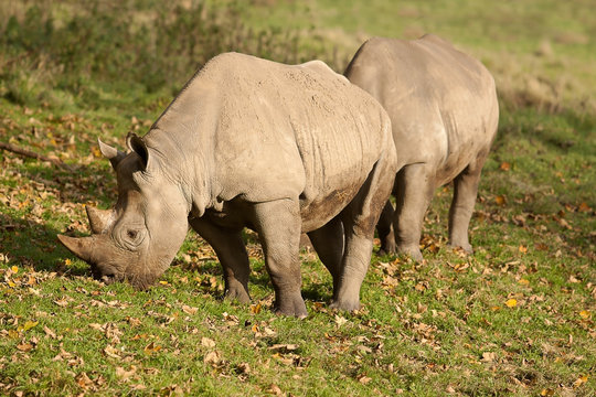 Pair of black rhino