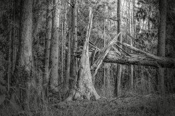 Stary Bór © Wojciech Lisiński