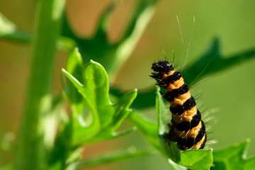 The cinnabar moth (Tyria jacobaeae) caterpillar on ragwort, showing yellow and black stripes to deter predators