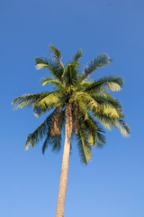 Coconut tree under blue sky