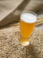 Glass of beer on malt grains