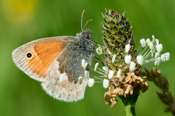 Small heath butterfly (Coenonympha pamphilus) nectaring on plantain
