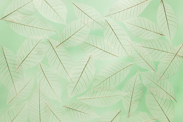 Dry leaves texture   background