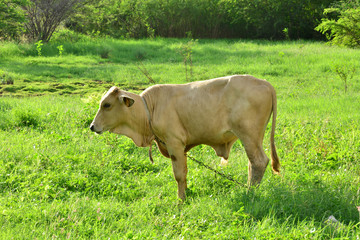 Martinique, cows in a meadow of Sainte Anne in West Indies