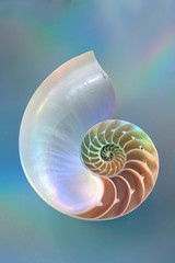 Nautilus pearl sea shell on blue background