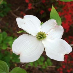 Fototapeta na wymiar White dogwood (cornus) flower on a red azalea background