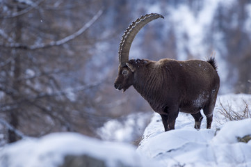 Bouquetin en hiver dans les alpes italiennes
