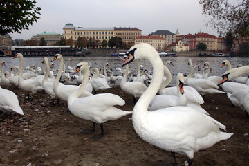 Лебеди в Праге