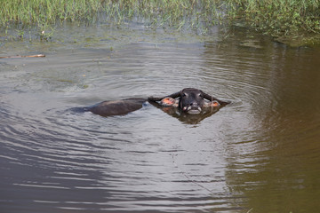 thai  buffalo in water