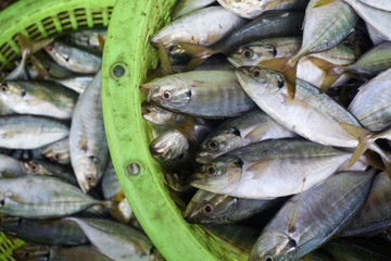fresh fish in market