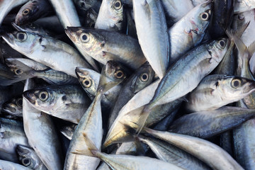 Fototapeta premium fresh fish in basket