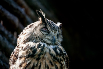 owl at the zoo
