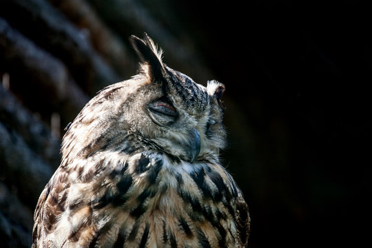owl at the zoo
