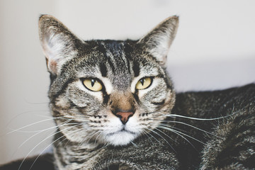 Portrait of a beautiful tabby cat