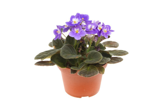 African violet plant
