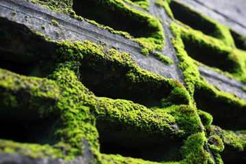 moss on brick wall