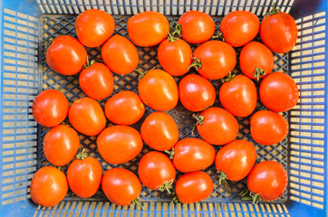 Red tomatoes