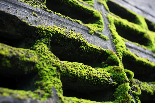 moss on brick wall