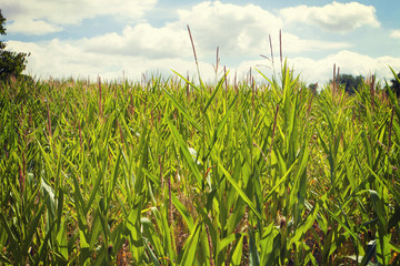 Obraz premium cornfield on summertime