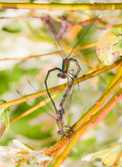 Two damselflies making love forming a heart shape