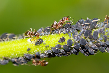Macro shot of ants tending Aphids and collecting honeydew